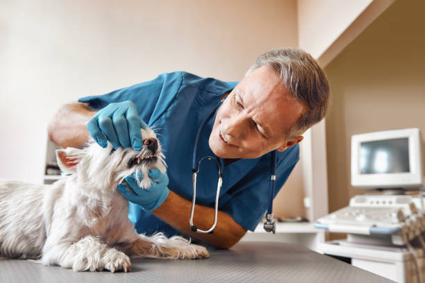 Best Same-Day Emergency Dental Services in Hazleton, PA
